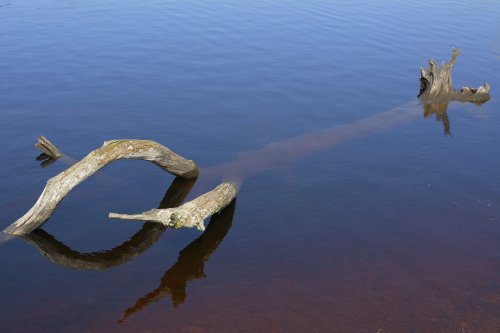 Lone Tree in Water, Errwood Reservoir, Goy's Moss, Buxton, Derbyshire