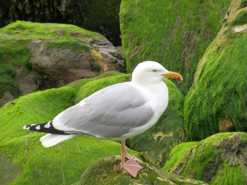 Gull, Lyme Regis