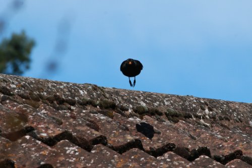 Up and over Budleigh