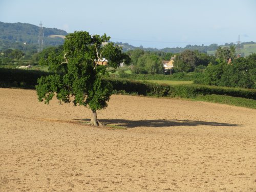 Brown field with tree near Pilsdon
