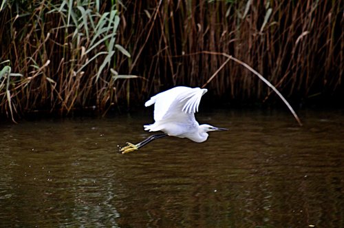 River Otter egret