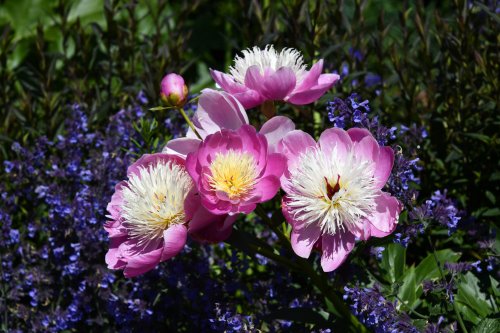 Eltham Palace Garden