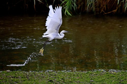 River Otter egret