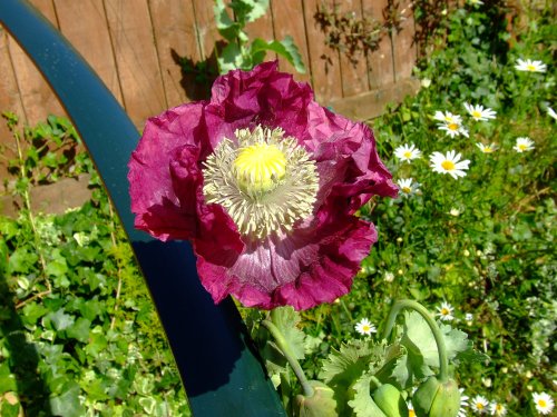 Pepperbox Poppy in Budleigh