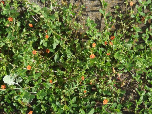 Scarlet Pimpernel