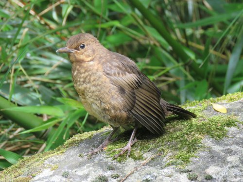 Kew Gardens, Bird in the sun