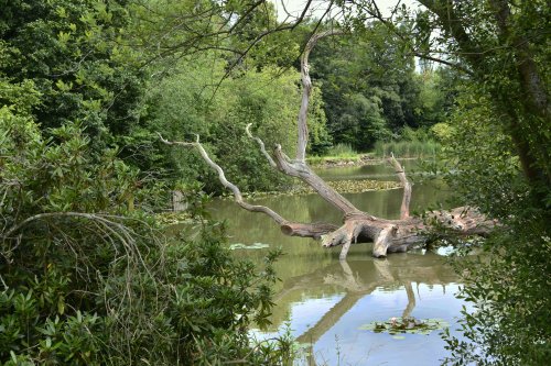 Chilham Castle Grounds