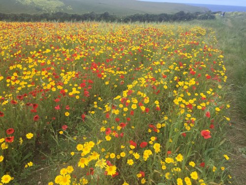 Poppies and Corn Marigolds, Polly Joke, West Pentire, Newquay, Cornwall