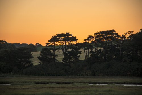 Orange lit Budleigh trees
