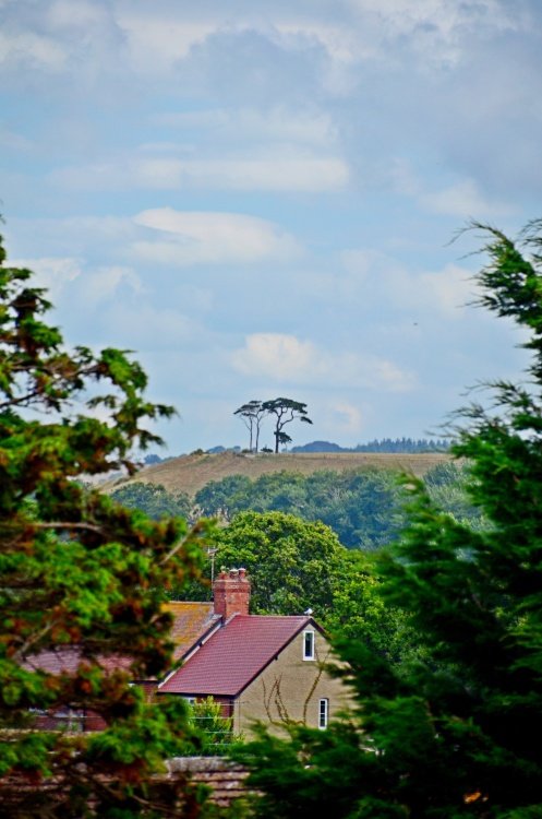 Budleigh trees