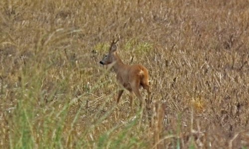 Roe Deer