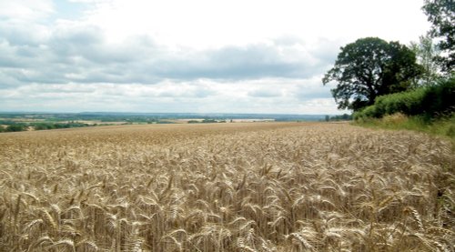 Fields on the road to Cuddesdon