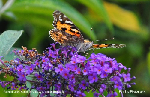 Painted Lady Butterfly, Acton Turville, Gloucestershire 2019
