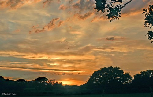 Stour Valley Swallows