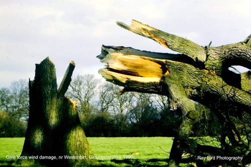 Gale force wind damage, Westonbirt, Gloucestershire 1990