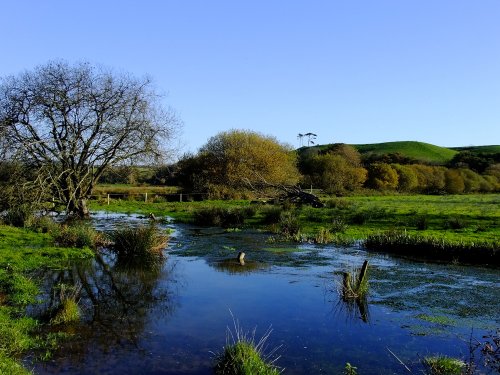 Pine Trees of Budleigh