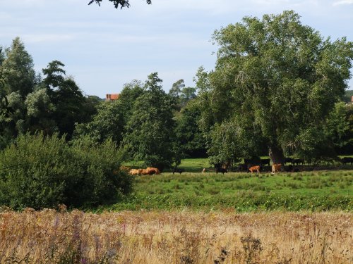 Cattle on Thorington Marsh