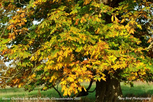 Chestnut Tree in Autumn, nr Acton Turville, Gloucestershire 2015