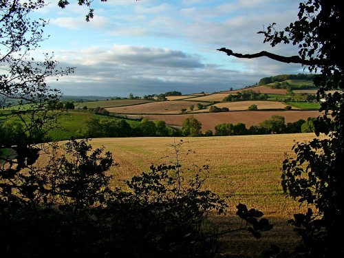 Otterton fields