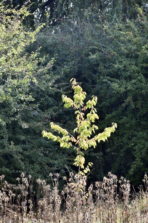 Leybourne Lakes Country Park