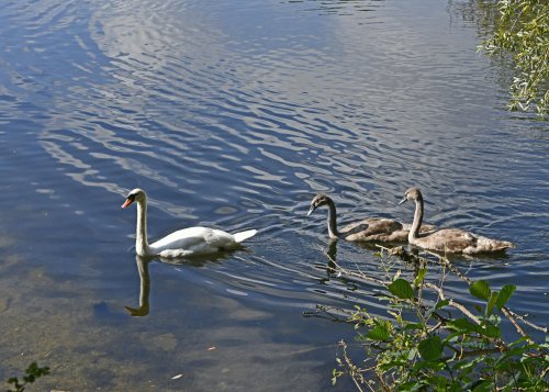Leybourne Lakes Country Park