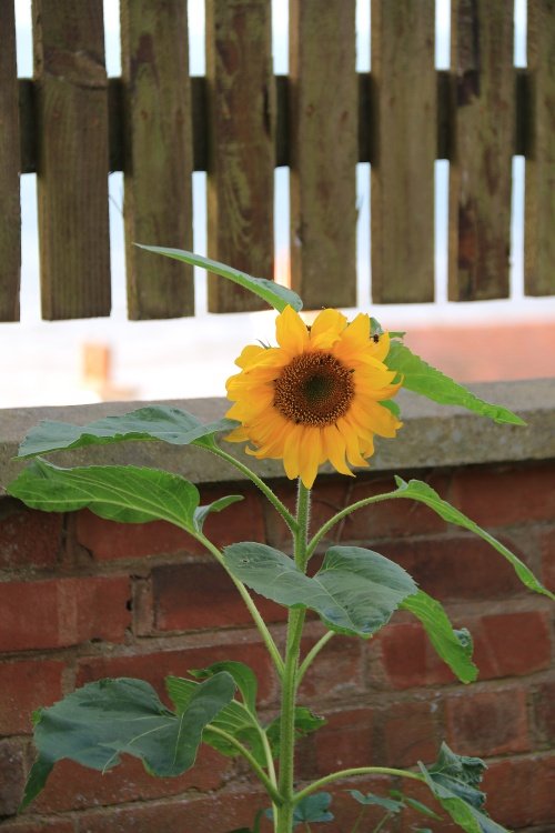 Shy sunflower in Budleigh