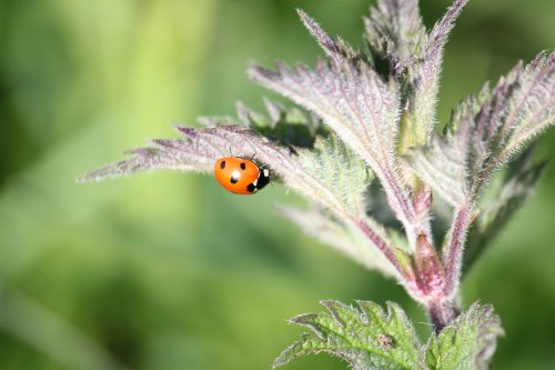 One of Budleigh's ladybirds