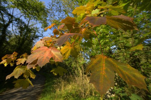 Turning Leaves at Ecton, Staffordshire