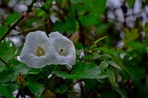 Budleigh bindweed