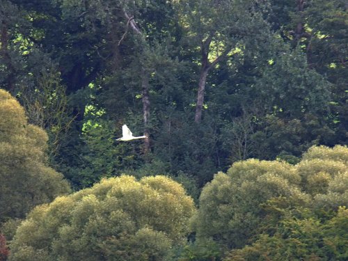 Otter swan in flight