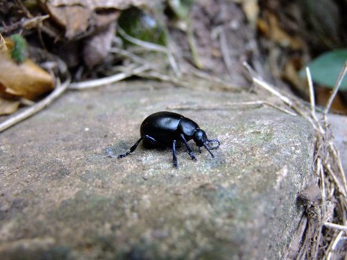 A beetle of Woodbury