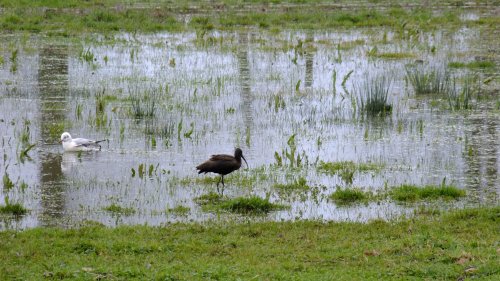 Budleigh Salterton nature