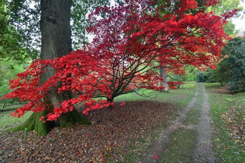 Ramster Gardens,  Chiddingfold