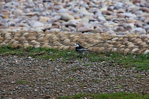 Budleigh pied wagtail