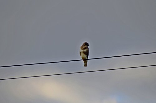 East Budleigh bird on the wire