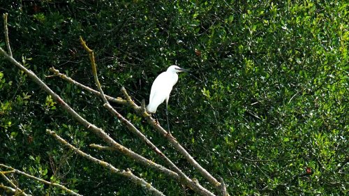 Budleigh egret