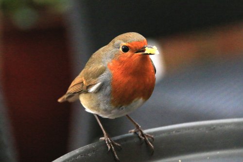 Cheeky Otterton robin