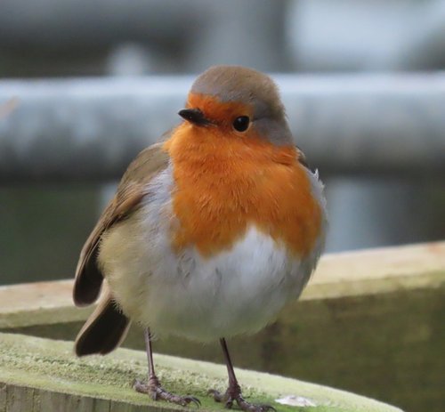 Robin