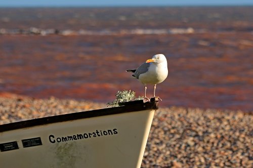 Budleigh bird