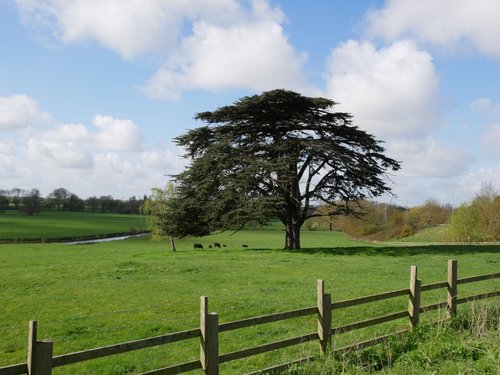 Tree in an open field near Hinchingbrooke House, Huntingdon
