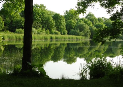 Trees reflected in the lake at Hinchingbrooke County Park, Huntingdon