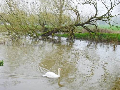 Swan in a waterway near the River Great Ouse, Brampton