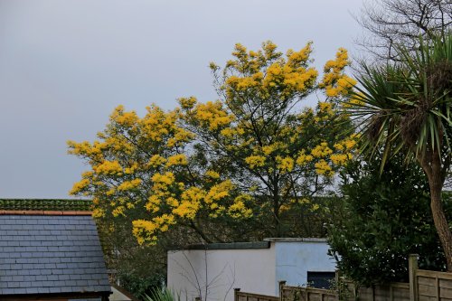 Budleigh forsythia