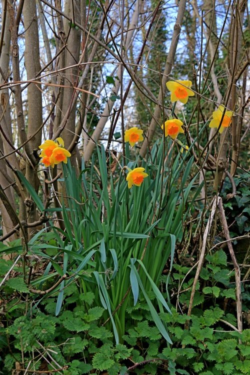 Spring in Otterton