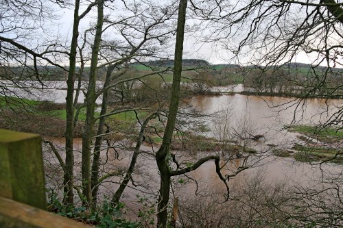 River Otter in flood