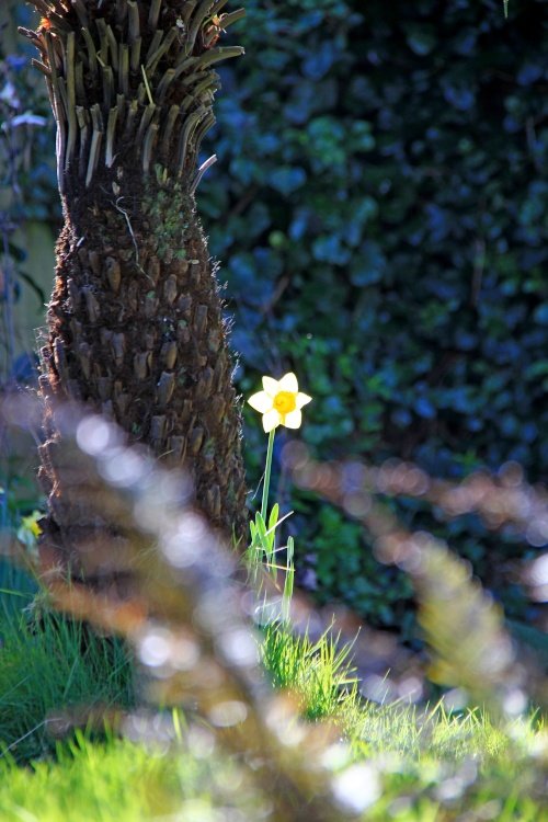 A lonely daffodil in Budleigh