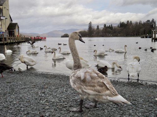Lake Windemere, Bowness