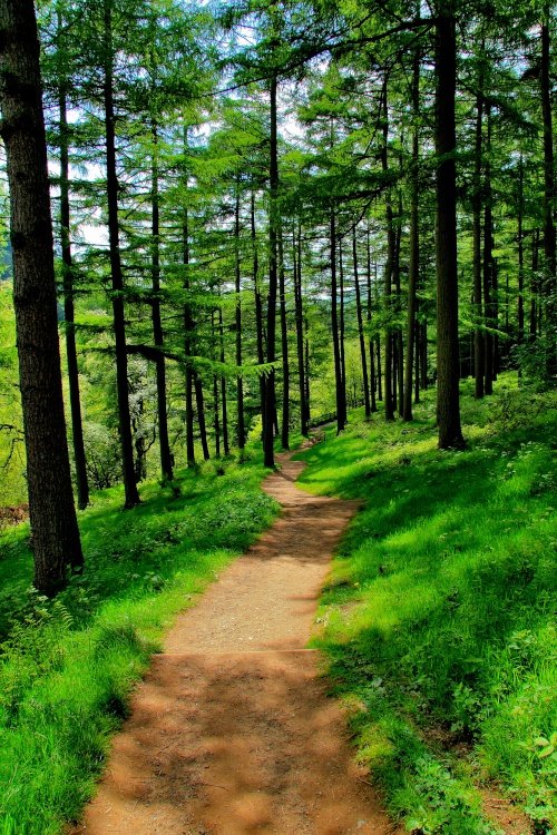 Woodlands, Upper Derwent Valley, Ladybower