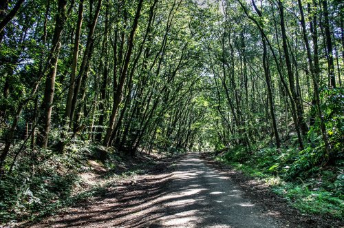 Old GWR line from Budleigh Salterton