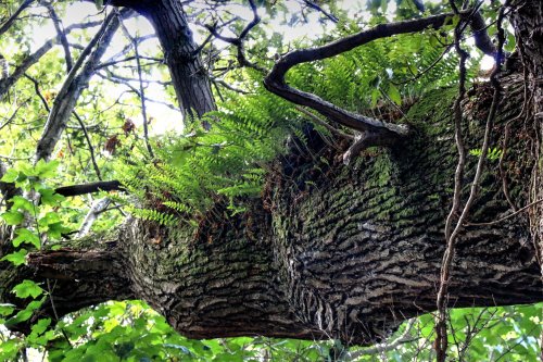 Budleigh Salterton - Hanging Garden